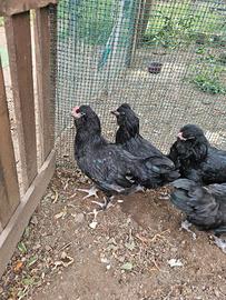 Gallo olive egger