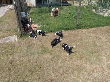 Cavalier king cuccioli