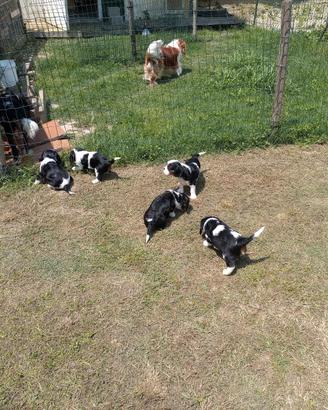 Cavalier king cuccioli