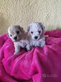 Barboncini mini Toy cuccioli