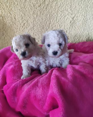 Barboncini mini Toy cuccioli