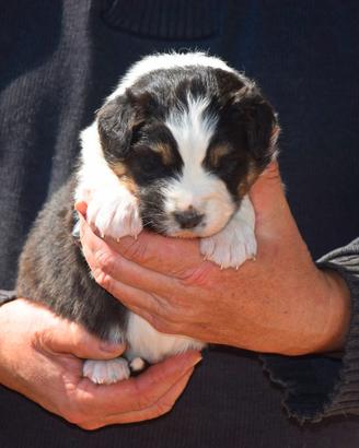 Cuccioli di pastore australiano