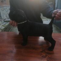 Cuccioli cane corso