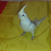 Calopsite guancia gialla, allevata a mano