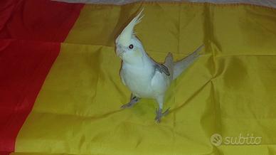 Calopsite guancia gialla, allevata a mano