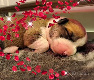 corgi
