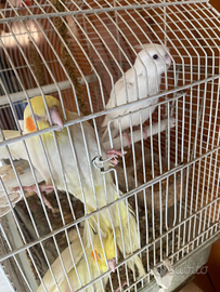 Calopsite allevate a mano