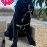 Tre cuccioli da adottare Luce, Raffa e Gabri