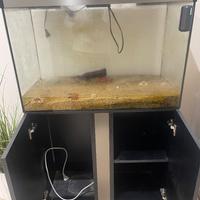 Acquario