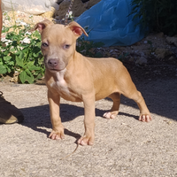 Pitbull ukc blu fawn