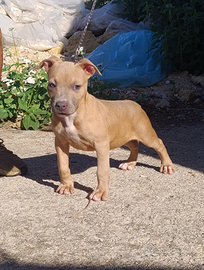 Pitbull ukc blu fawn