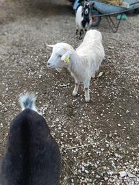 Capra nana
