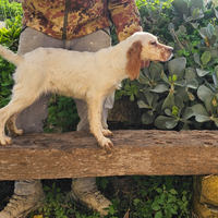 Cucciolo setter inglese