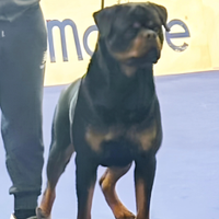 Campione Rottwailer Lucifer Vom House Conte