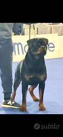 Campione Rottwailer Lucifer Vom House Conte