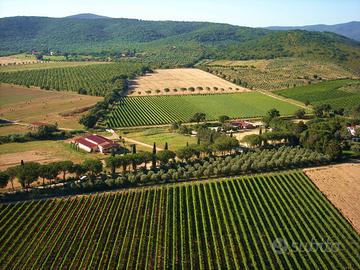 Azienda vinicola, mura, terreni