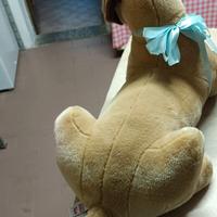 cane in peluche 