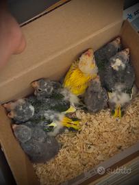 Pappagalli Varie Specie