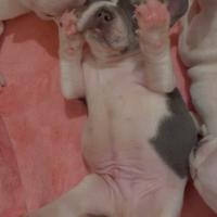 Bulldog francesi