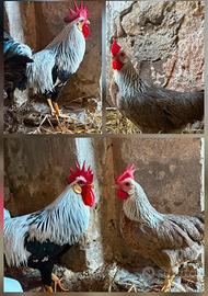 Livornesi argento