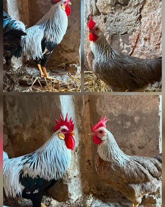 Livornesi argento