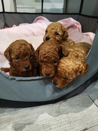 Barboncino mini toy/toy