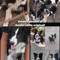 Cuccioli border collie