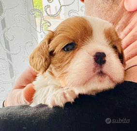 Unico maschio Cavalier King Charles Spaniel