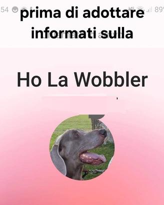 Ai weimaraner può capitare la wobbler