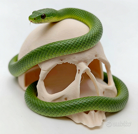 Teschio decorazione per terrario teca, spedisco