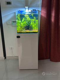 Acquario