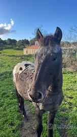 Cavallo pony di 4 anni