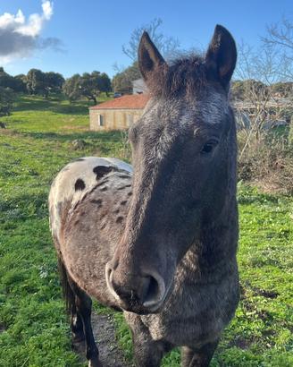 Cavallo pony di 4 anni