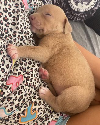 Cuccioli di American Pitbull con Pedigree