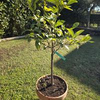 piante di arancio varie