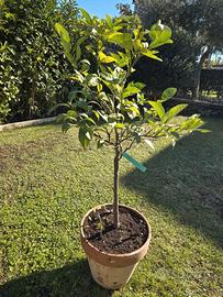 piante di arancio varie