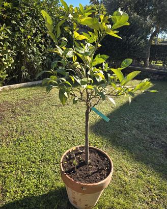 piante di arancio varie