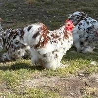 Gallo Cocincina Nana Millefiori