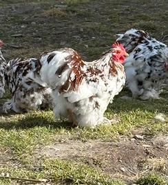 Gallo Cocincina Nana Millefiori