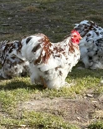 Gallo Cocincina Nana Millefiori