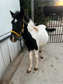 Cavallo