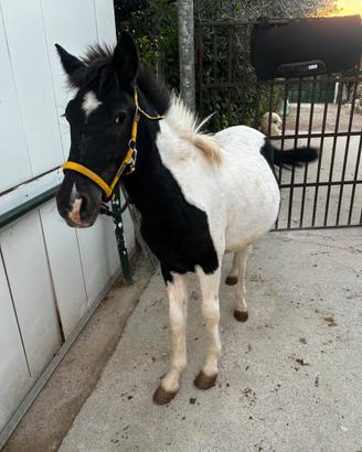 Cavallo