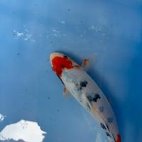 Carpa koi showa 25+cm