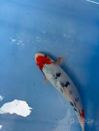 Carpa koi showa 25+cm