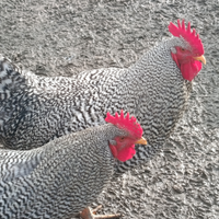 Amrok e robusta maculata