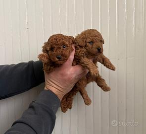 Barboncino mini toy red maschio e femmina