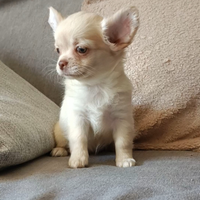 Chihuahua Pedigree Enci femmina