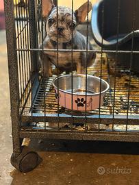 Bulldog francese
