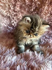 Cuccioli di persiano