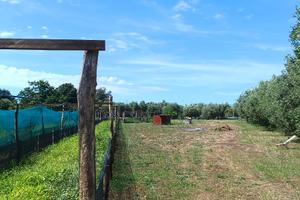 Terreno agricolo - Azienda agricola